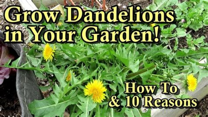 Do worms eat dandelions?