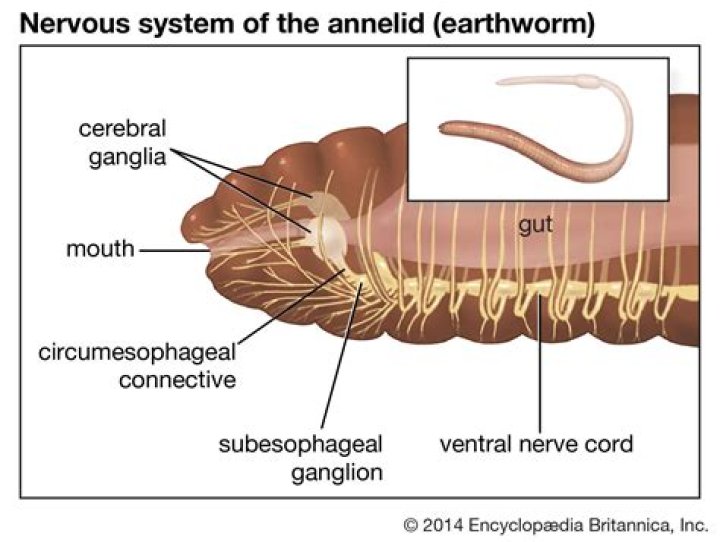 Do worms have brains?