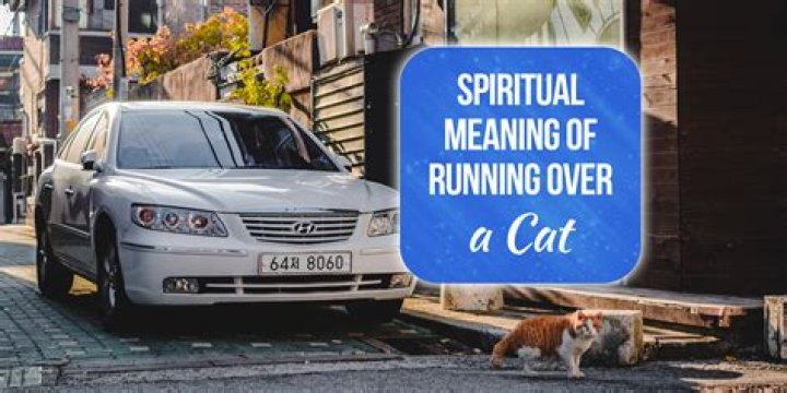 Do you have to stop for running over a cat?