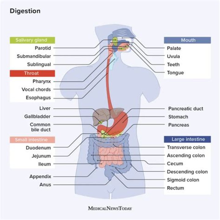 Does Coke help digestion?