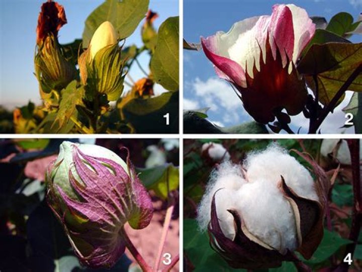 Does cotton grow on plants?