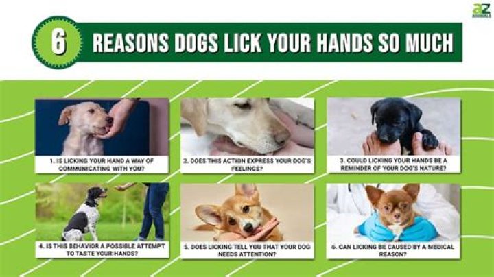 Does licking your cuts help?