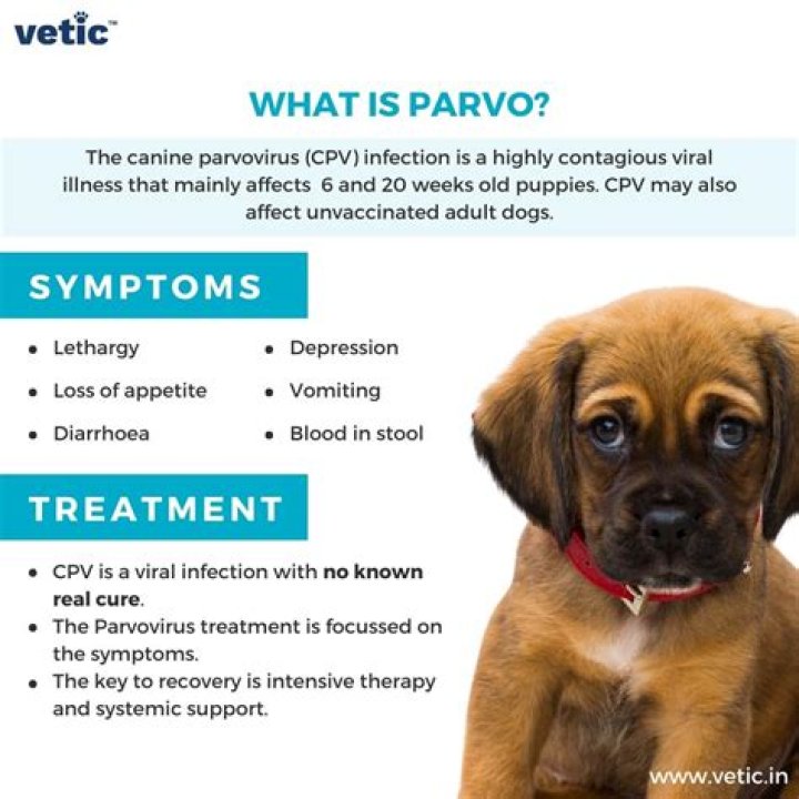 Does parvo live in soil?