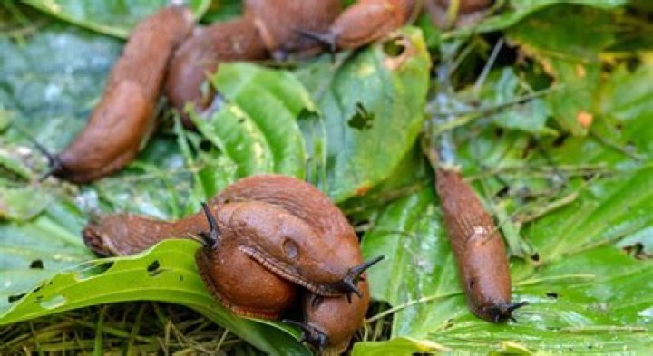 Does Vaseline deter slugs?