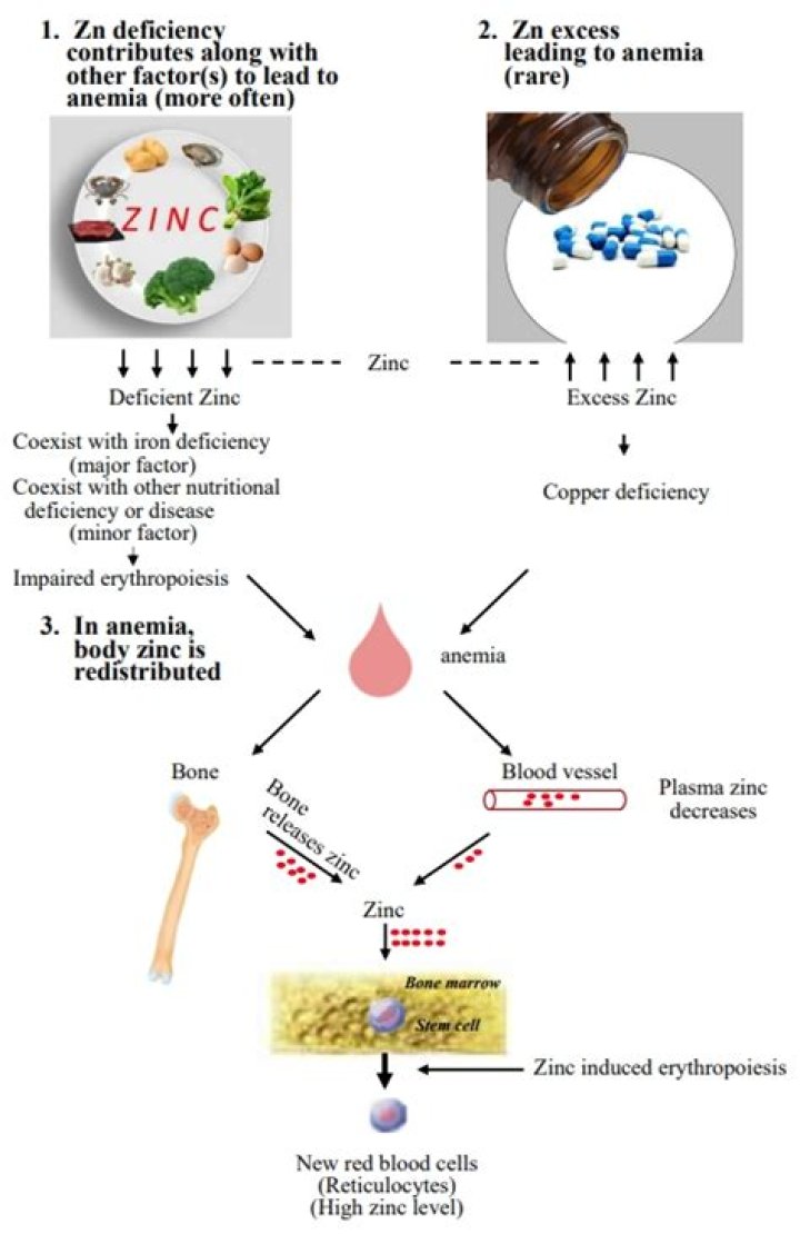 Does zinc thicken your blood?