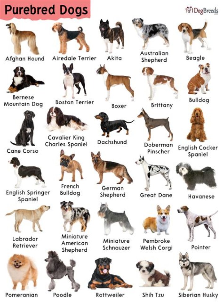 Dog that's far from purebred