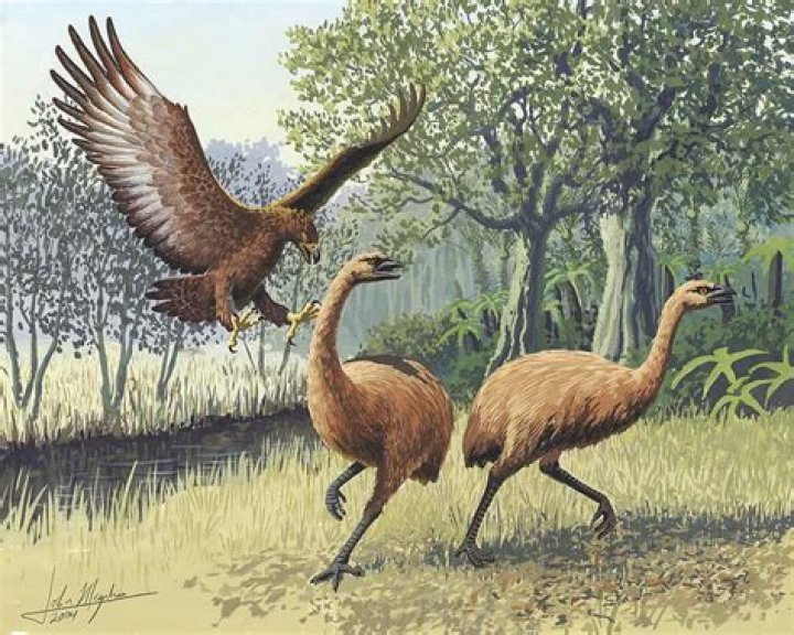 Extinct flightless bird from New Zealand