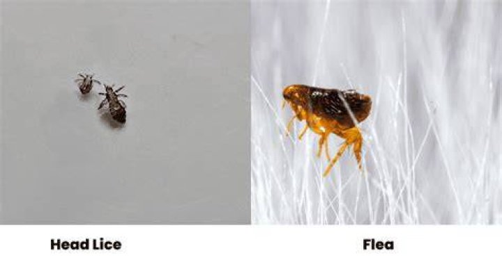 Flea or fly e.g.