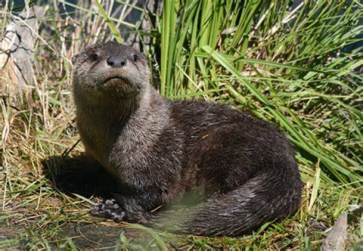 Furry swimmer with a playful nature