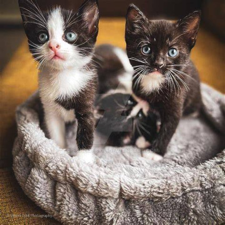 Grown kittens