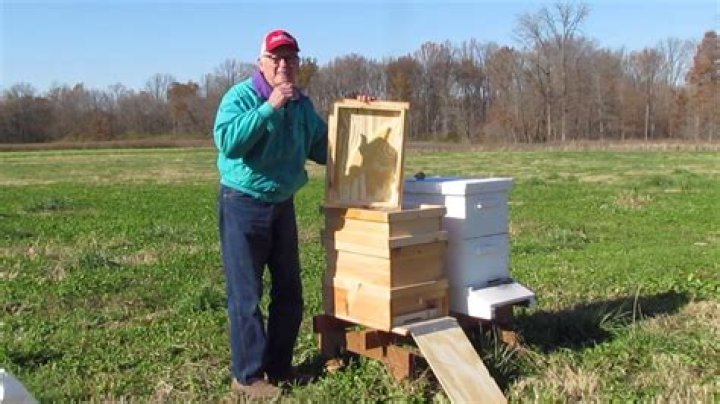 Honey maker who lives in the hive