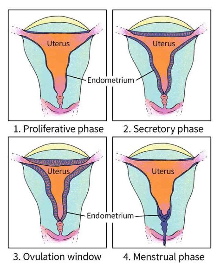 How can I make my uterus lining stronger?