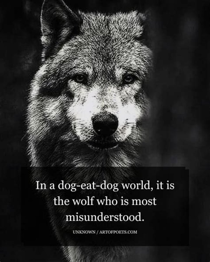 How do you break an alpha dog?