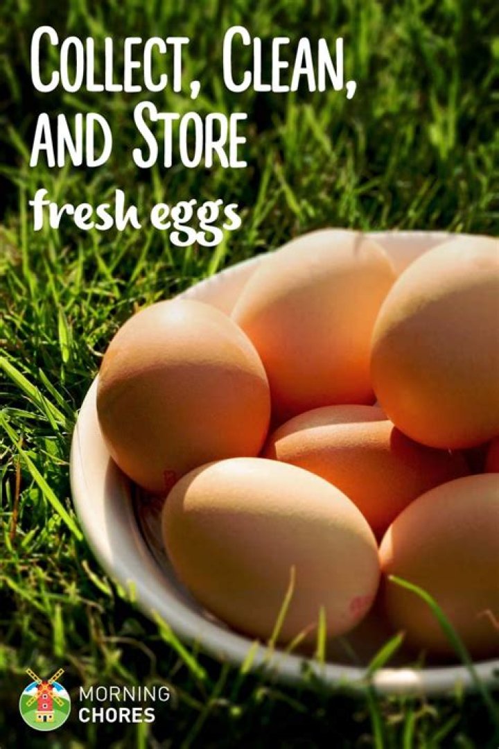 How do you clean and store fresh eggs?