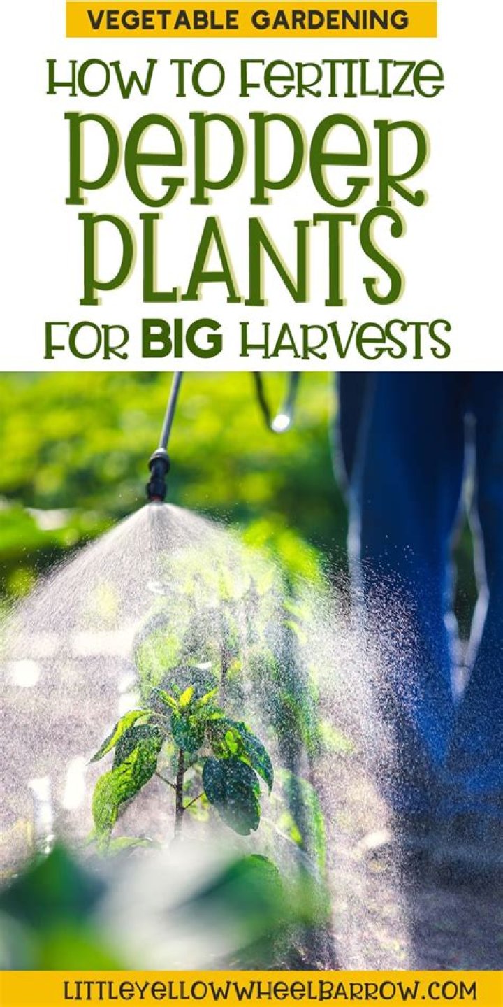 How do you fertilize pepper plants?
