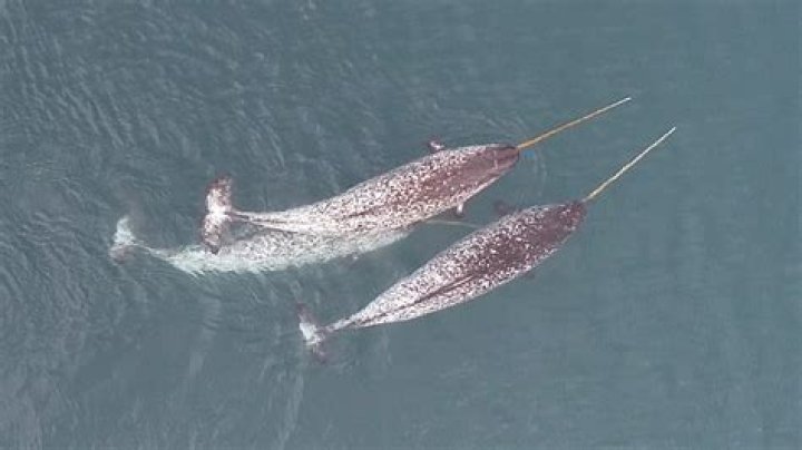 How do you get the rainbow narwhal in Blooket?