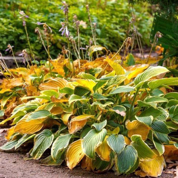 How do you keep hostas in the summer?