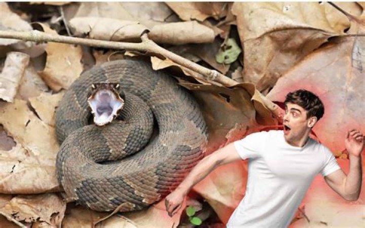 How do you know if a snake is hiding in your house?