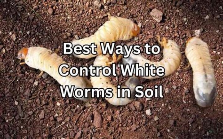 How do you prevent worms in soil?