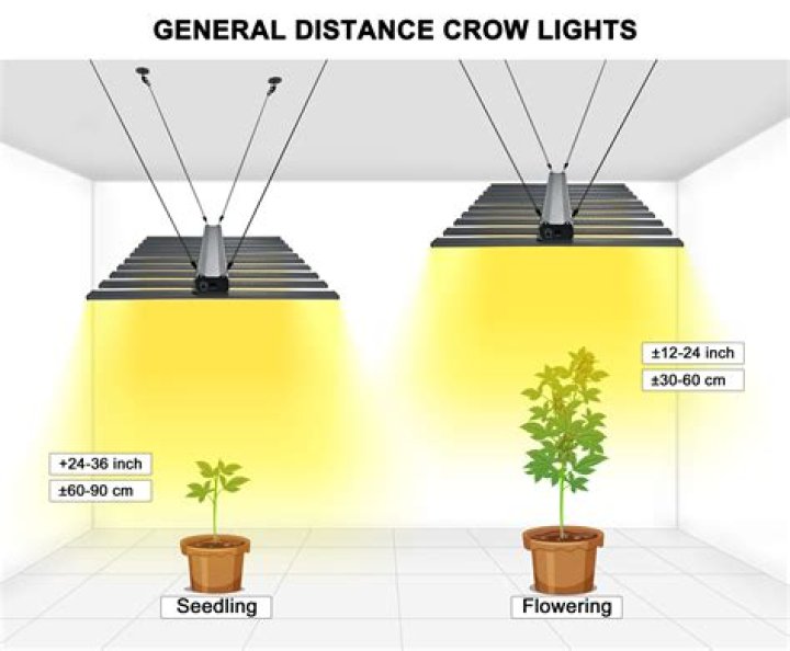 How far should light be from clones?