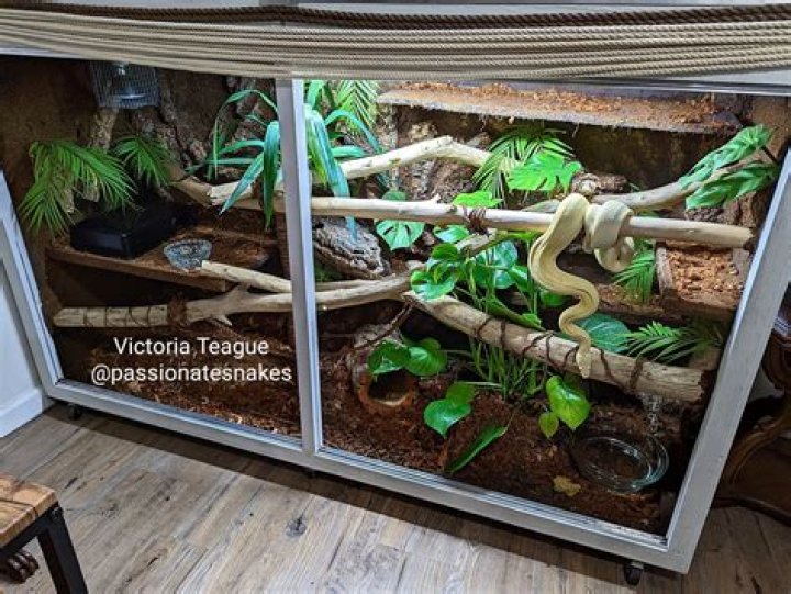 How long can you leave a dead mouse in a snake cage?