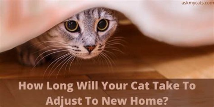 How long does it take a cat to get used to a new home?