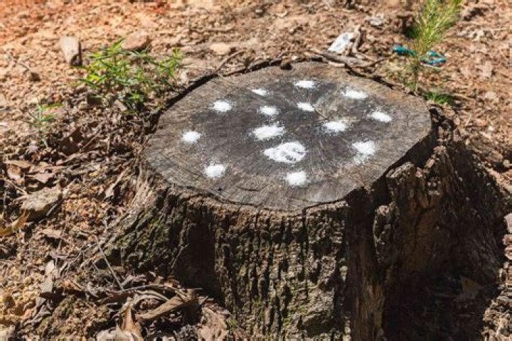 How long does it take for a tree stump to rot with Epsom salt?