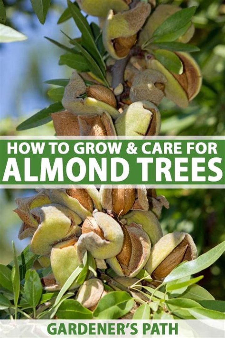 How many almonds grow on a tree?