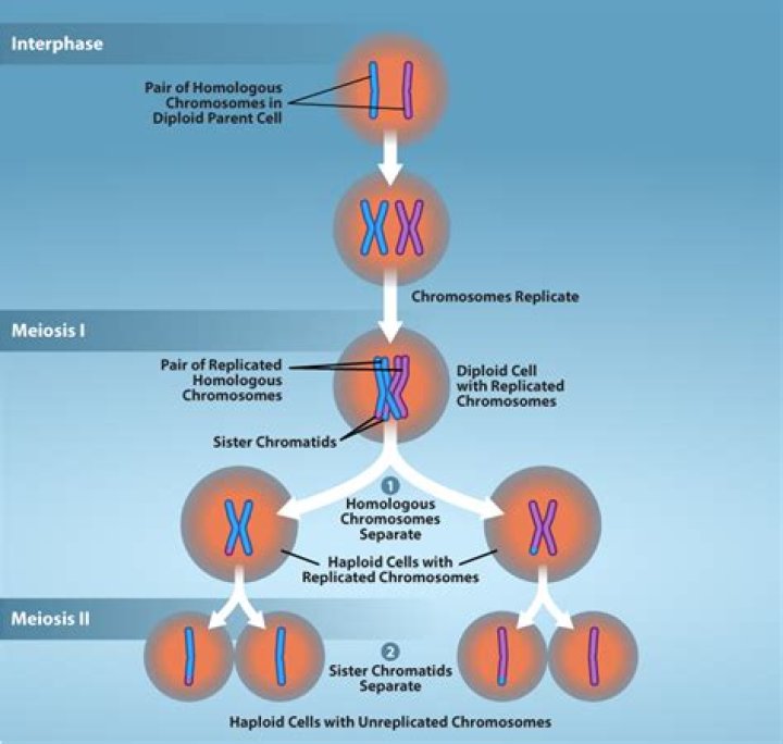 How many chromosomes are at the end of anaphase 1?