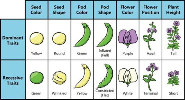 How many linkage groups are present in male and pea plants?