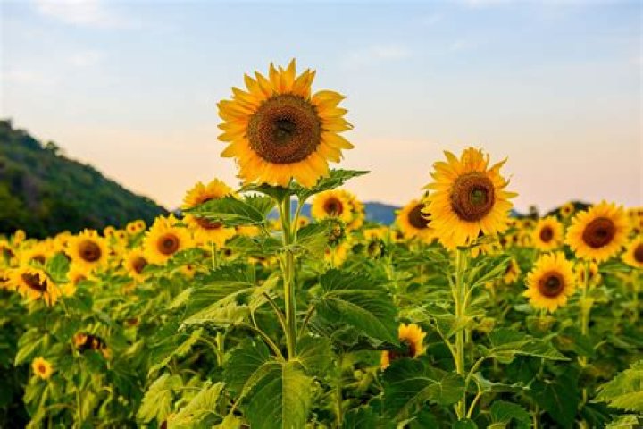How many times does a sunflower bloom?