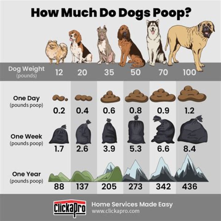 How many times in a day should a dog poop?