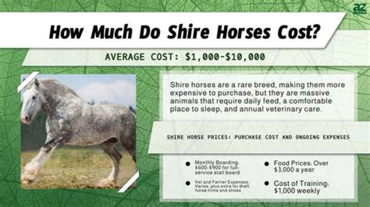 How much is a cheap horse?