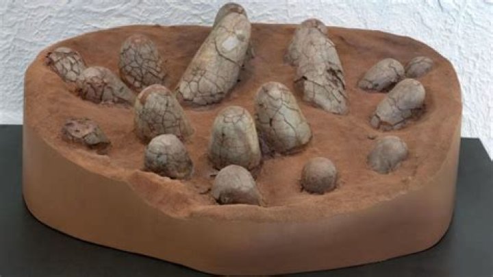 How much is a dinosaur egg worth?