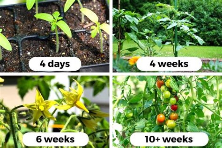 How often can you grow tomatoes in the same soil?