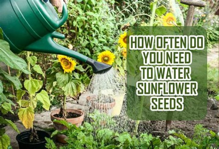 How often should I water sunflower seeds?