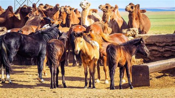 Is a dog faster than a horse?
