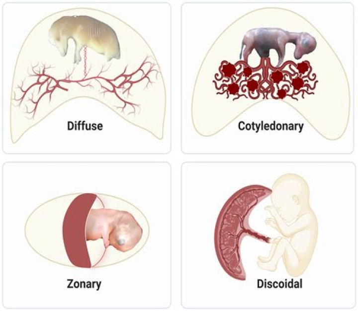 Is a placenta vegan?