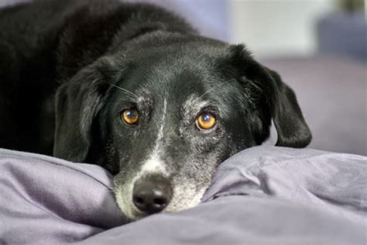 Is bloody diarrhea in dogs an emergency?