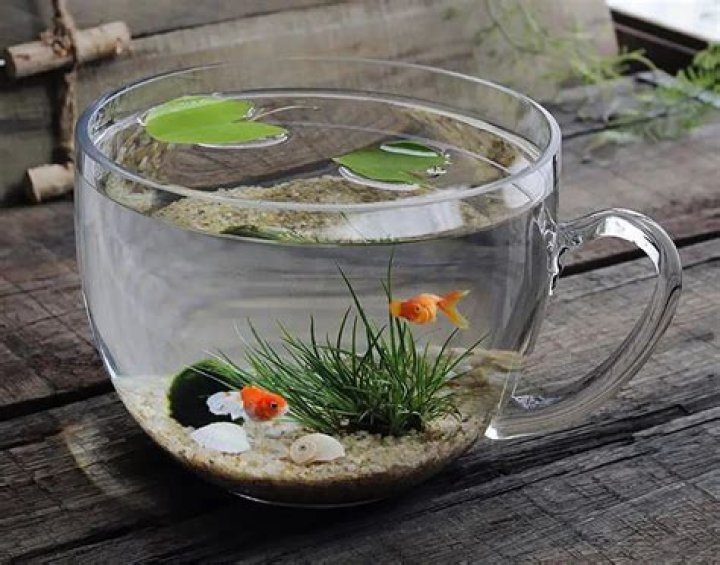 Is it cruel to have a fish in a bowl?
