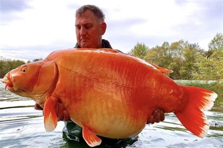 Is it illegal to eat goldfish?