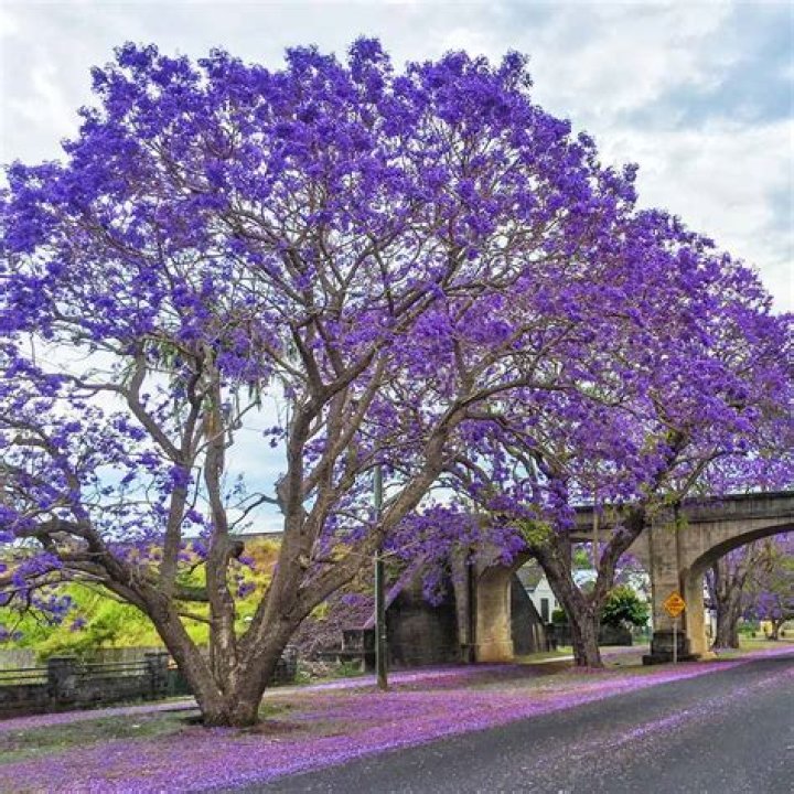 Is jacaranda a fast growing tree?