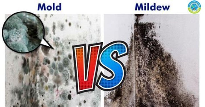 Is mold and mould the same?