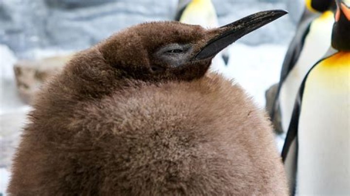 Is Penguin a cannibal?
