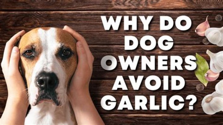 Is society garlic toxic to dogs?