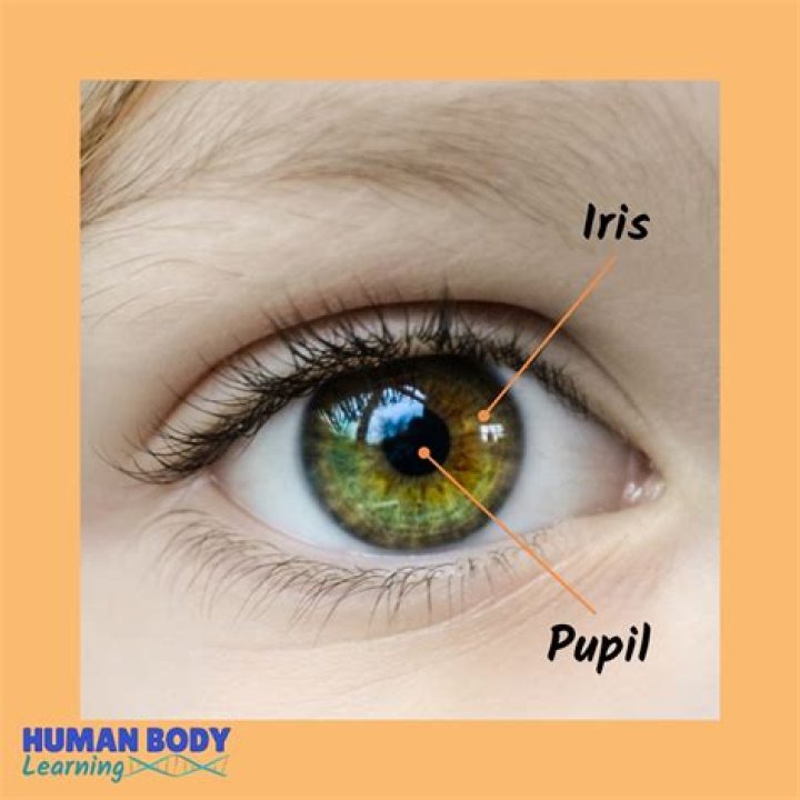 Is the pupil black?