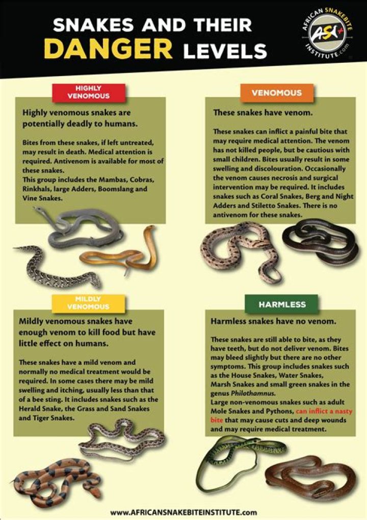 Is there a snake that will chase you?