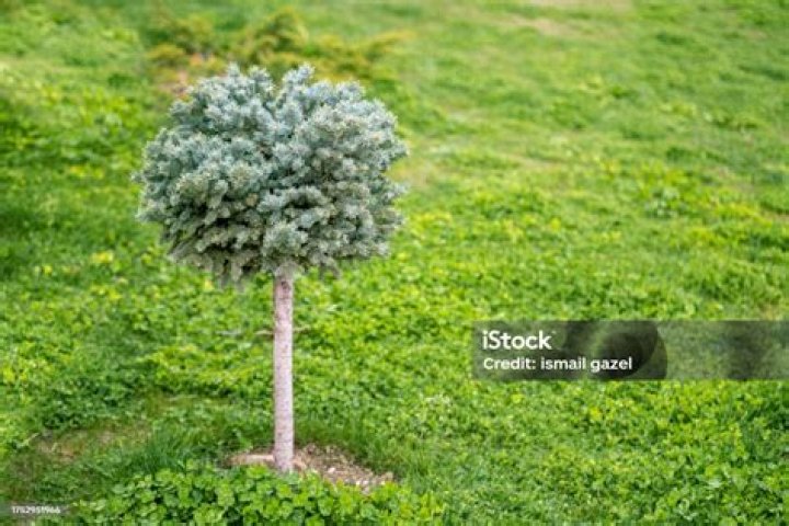 Miniature ornamental tree
