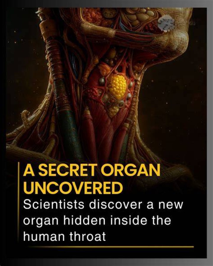 Organ hidden in hear