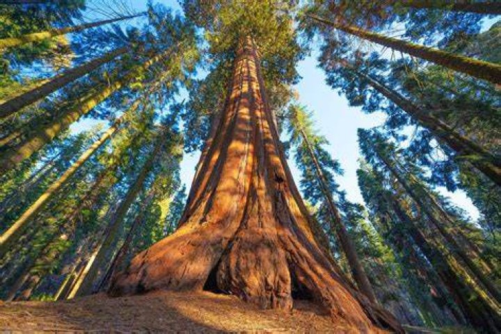 Redwood or yellowwood for example